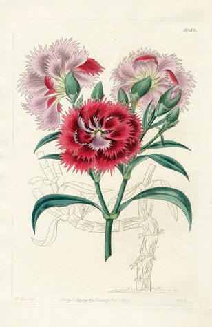 Edwards Botanical Dianthus