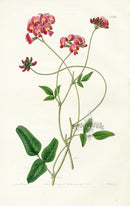 Edwards Botanical Dilated Kennedya - Panteek Antique Prints