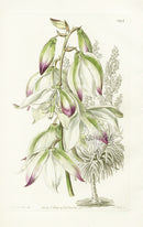 Edwards Botanical Dragon-tree-leaved Adam's Needle - Panteek Antique Prints