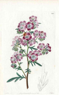 Edwards Botanical Eutoca - Panteek Antique Prints