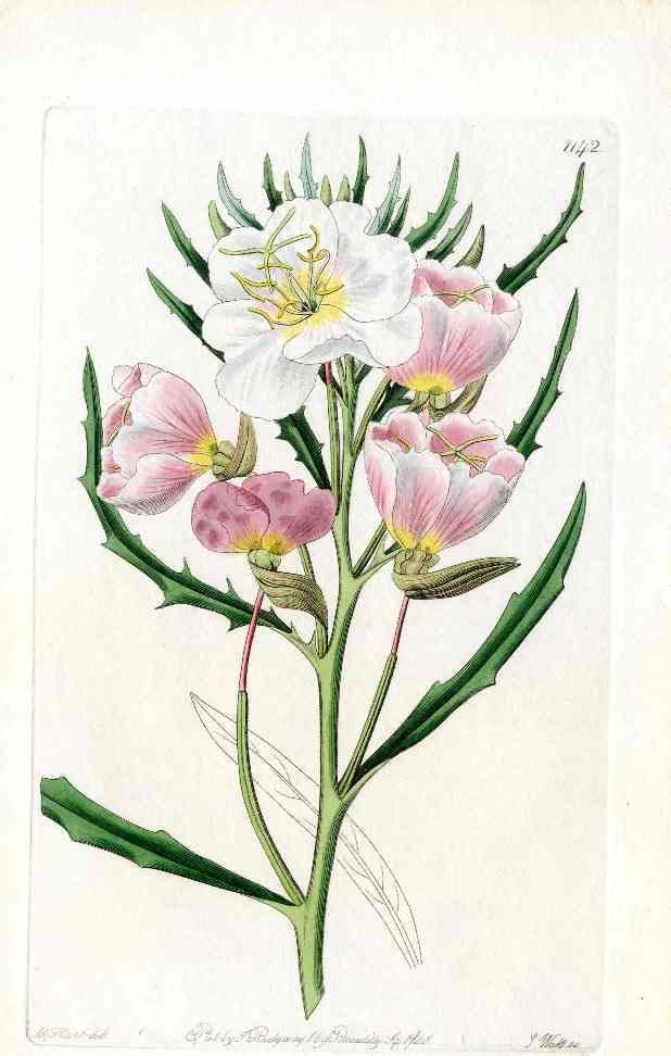 Edwards Botanical Evening Primrose