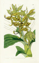 Edwards Botanical Five-fingered Swan-neck - Panteek Antique Prints