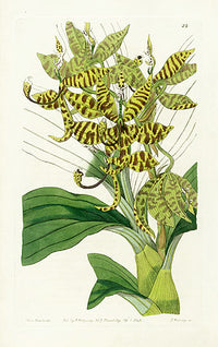 Edwards Botanical Five-fingered Swan-neck - Panteek Antique Prints