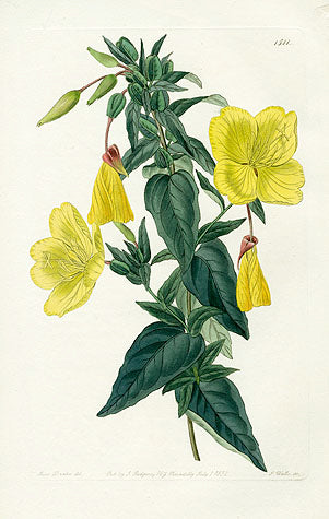 Edwards Botanical Glaucous Oenothera