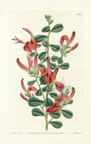 Edwards Botanical Glaucous Templetonia - Panteek Antique Prints