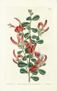 Edwards Botanical Glaucous Templetonia - Panteek Antique Prints