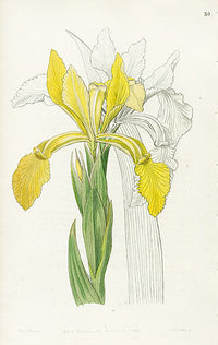 Edwards Botanical Golden Iris - Panteek Antique Prints