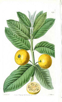 Edwards Botanical Guava - Panteek Antique Prints