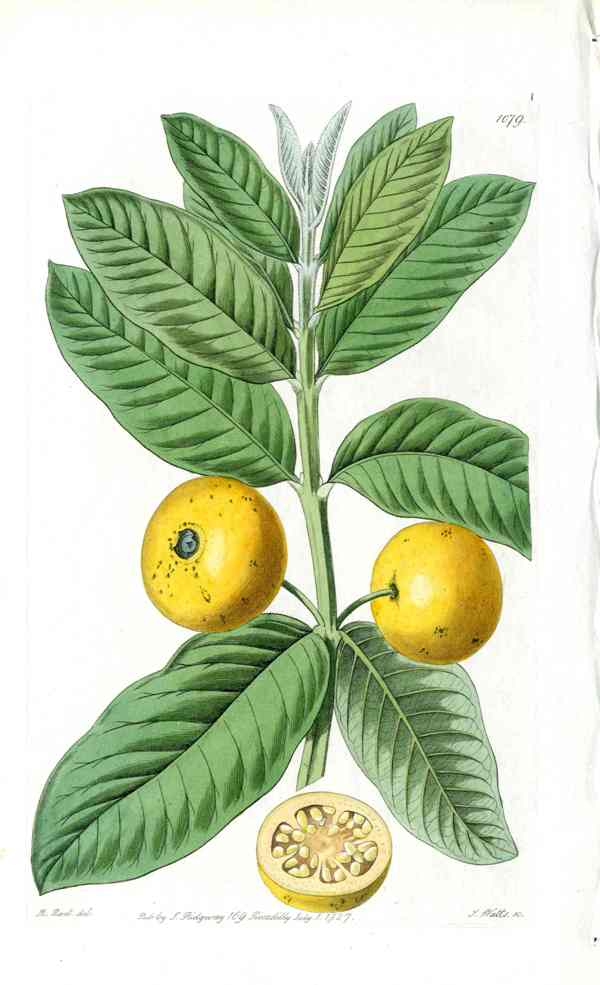 Edwards Botanical Guava