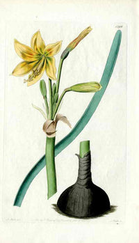 Edwards Botanical Habranthus Lily - Panteek Antique Prints