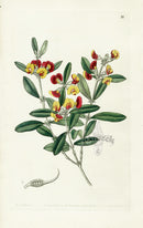 Edwards Botanical Headed Oxylobium - Panteek Antique Prints