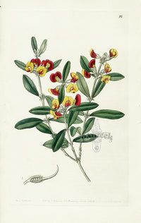 Edwards Botanical Headed Oxylobium - Panteek Antique Prints