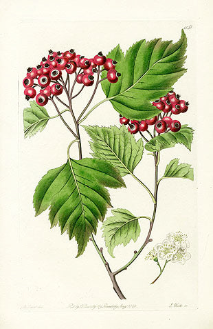 Edwards Botanical Heart-leaved Crataegus