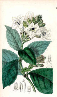 Edwards Botanical Henfreya - Panteek Antique Prints