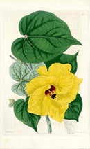 Edwards Botanical Hibiscus - Panteek Antique Prints
