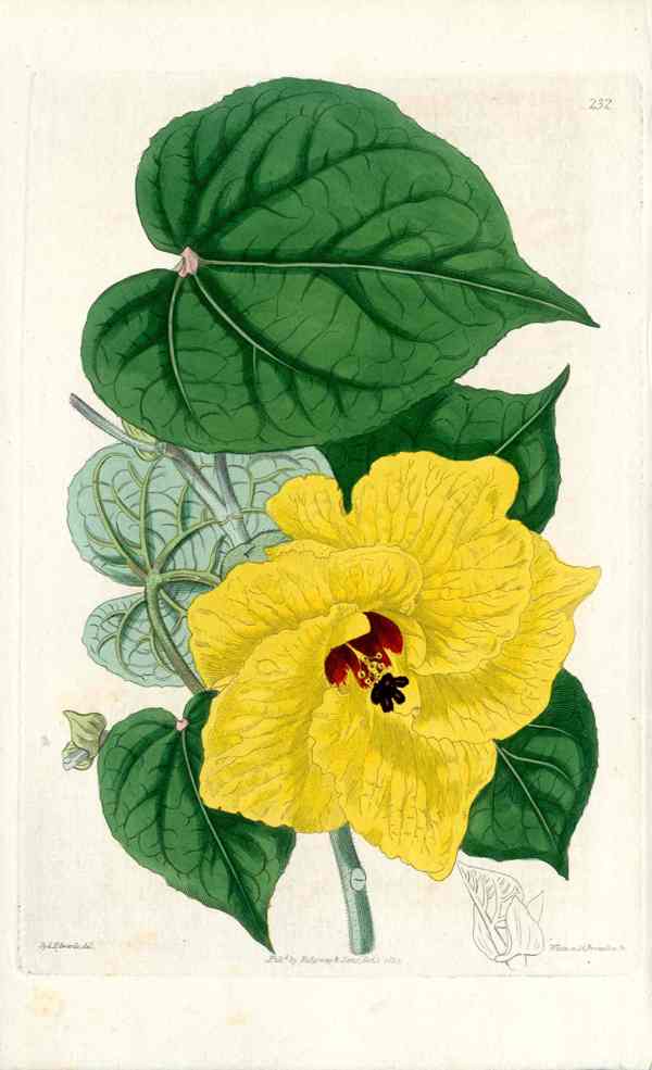 Edwards Botanical Hibiscus