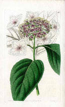 Edwards Botanical Hydrangea - Panteek Antique Prints