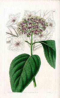 Edwards Botanical Hydrangea - Panteek Antique Prints