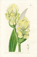 Edwards Botanical Imbricated Iris - Panteek Antique Prints