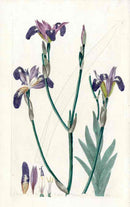 Edwards Botanical Iris - Panteek Antique Prints