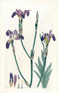 Edwards Botanical Iris - Panteek Antique Prints