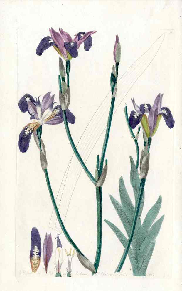 Edwards Botanical Iris