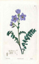 Edwards Botanical Jacobs Ladder - Panteek Antique Prints