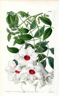 Edwards Botanical Jasmine Tecoma - Panteek Antique Prints