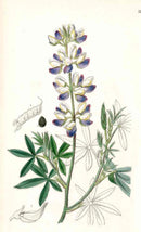 Edwards Botanical Lupine - Panteek Antique Prints