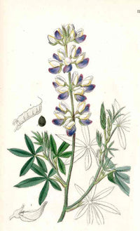 Edwards Botanical Lupine - Panteek Antique Prints