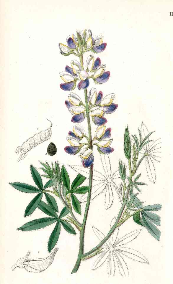 Edwards Botanical Lupine