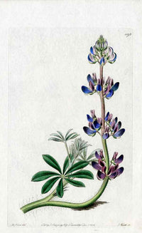 Edwards Botanical Lupine Bent - Panteek Antique Prints