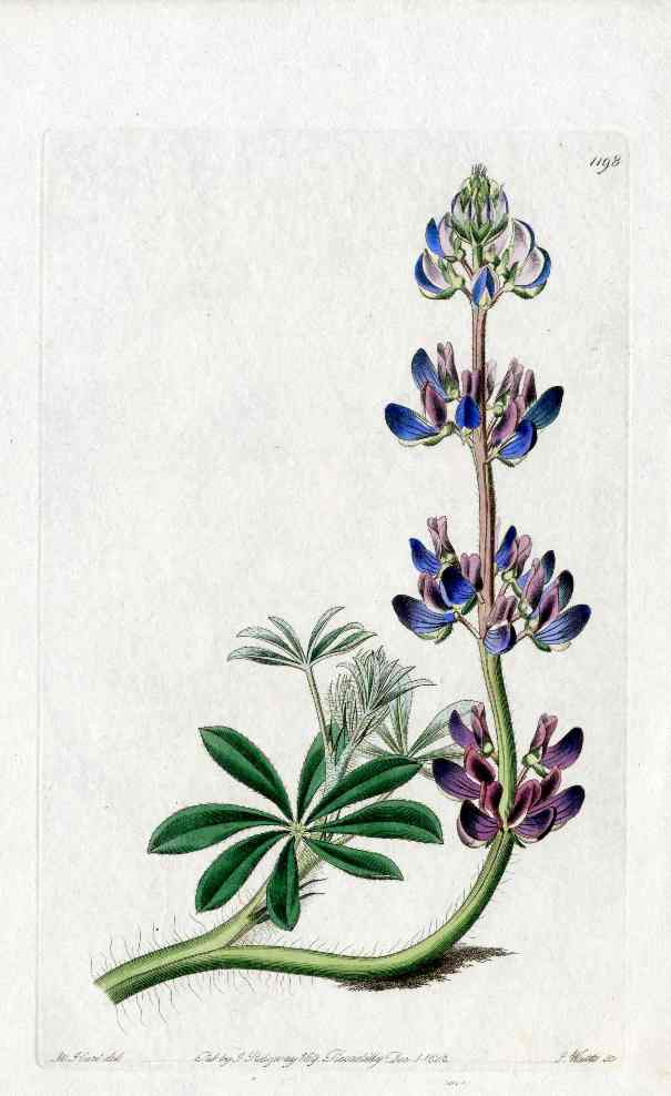 Edwards Botanical Lupine Bent