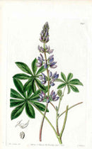 Edwards Botanical Lupine Miss Drake - Panteek Antique Prints