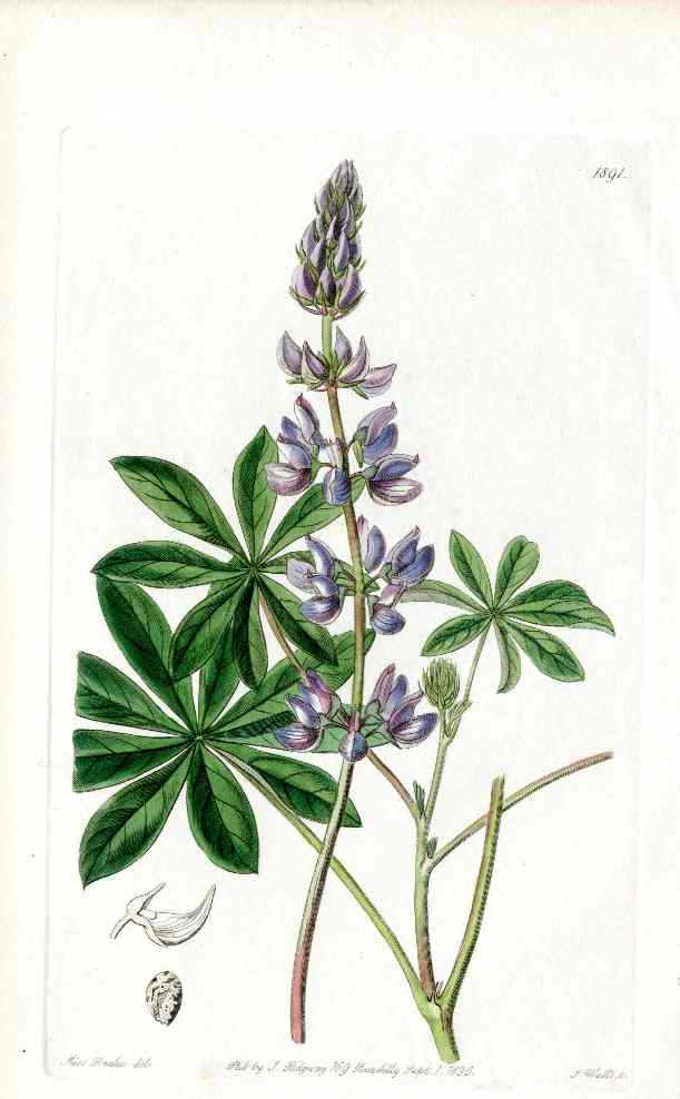 Edwards Botanical Lupine Miss Drake