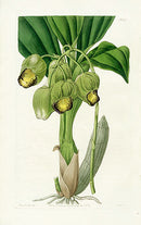 Edwards Botanical Lurid Catasetum - Panteek Antique Prints