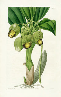Edwards Botanical Lurid Catasetum - Panteek Antique Prints
