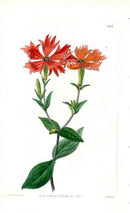 Edwards Botanical Lychnis - Panteek Antique Prints