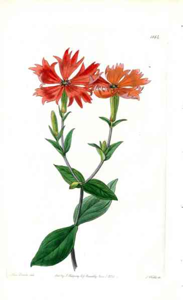 Edwards Botanical Lychnis