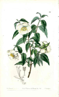 Edwards Botanical Mock Orange Philadelphus - Panteek Antique Prints