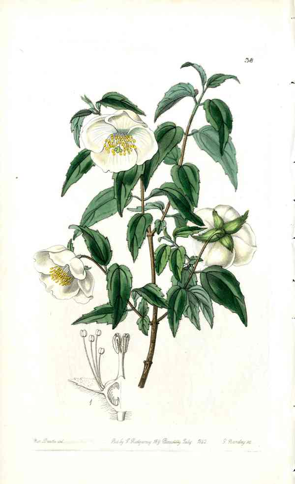 Edwards Botanical Mock Orange Philadelphus