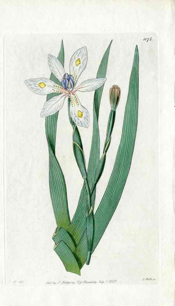 Edwards Botanical Morea Iris