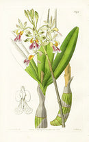 Edwards Botanical Mr. Schomburgh's Epidendrum - Panteek Antique Prints