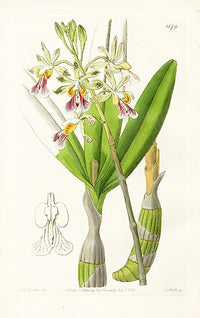 Edwards Botanical Mr. Schomburgh's Epidendrum - Panteek Antique Prints