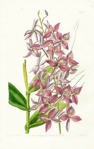 Edwards Botanical Mr. Skinner's Epidendrum