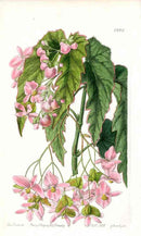 Edwards Botanical Noble Begonia - Panteek Antique Prints