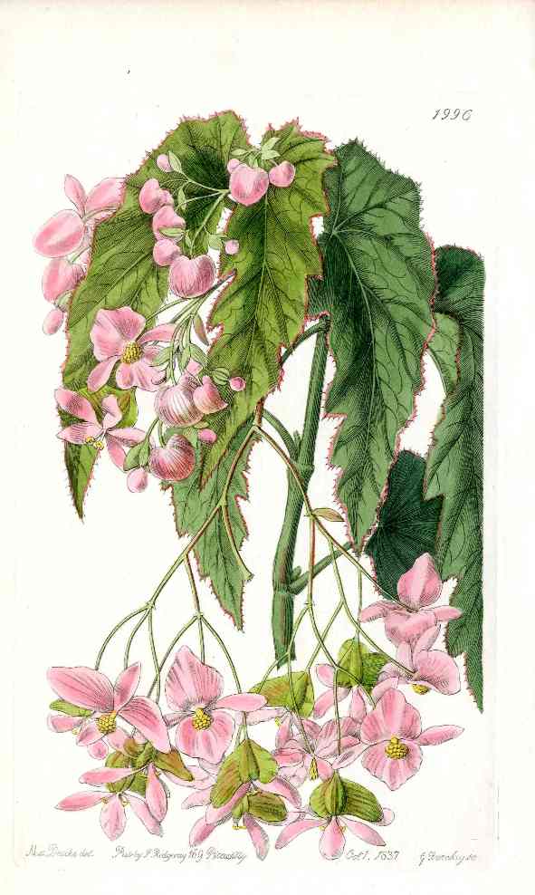 Edwards Botanical Noble Begonia