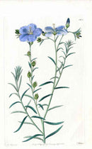 Edwards Botanical North West American Flax - Panteek Antique Prints