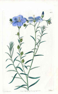 Edwards Botanical North West American Flax - Panteek Antique Prints