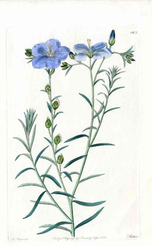 Edwards Botanical North West American Flax